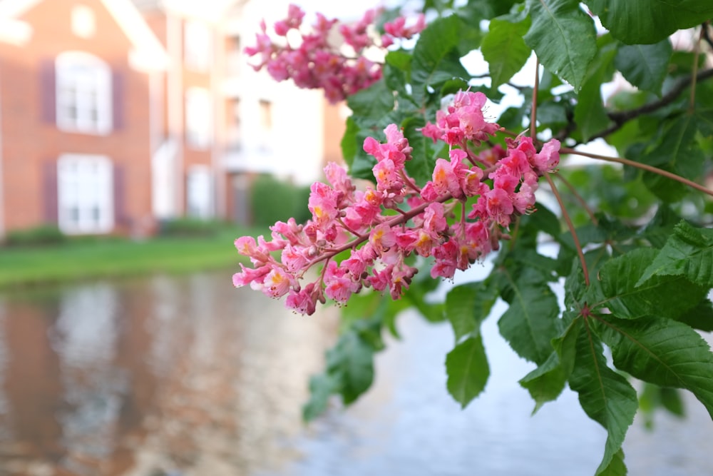 pink flowers with green leaves