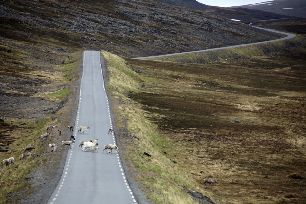 gray concrete road between green grass field during daytime