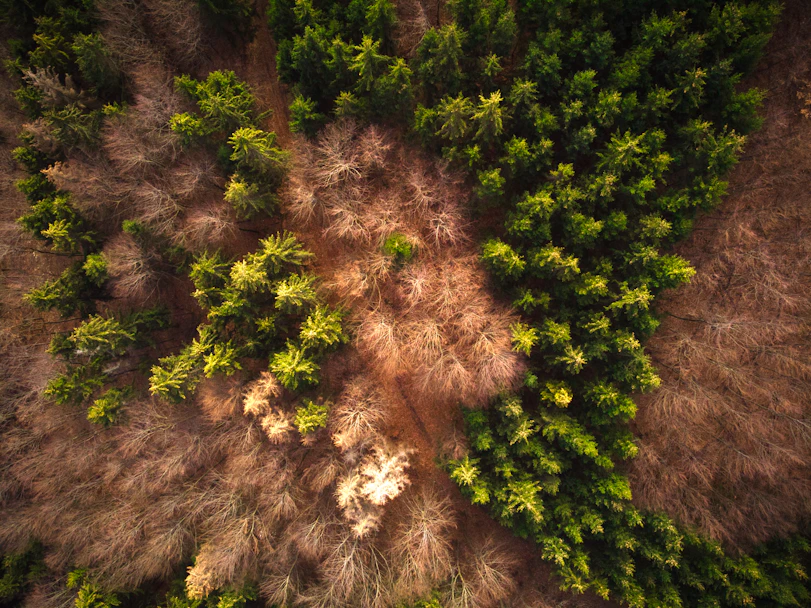 green and brown trees during daytime