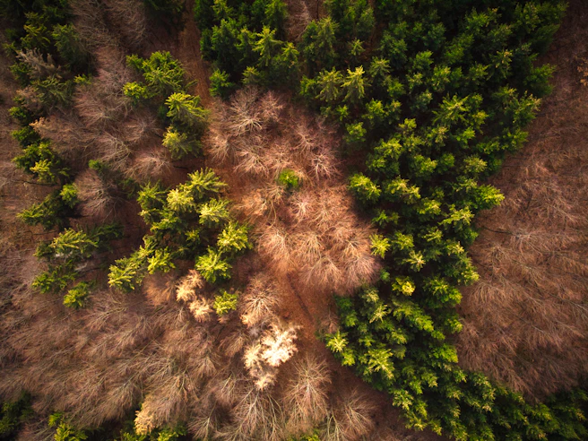 green and brown trees during daytime