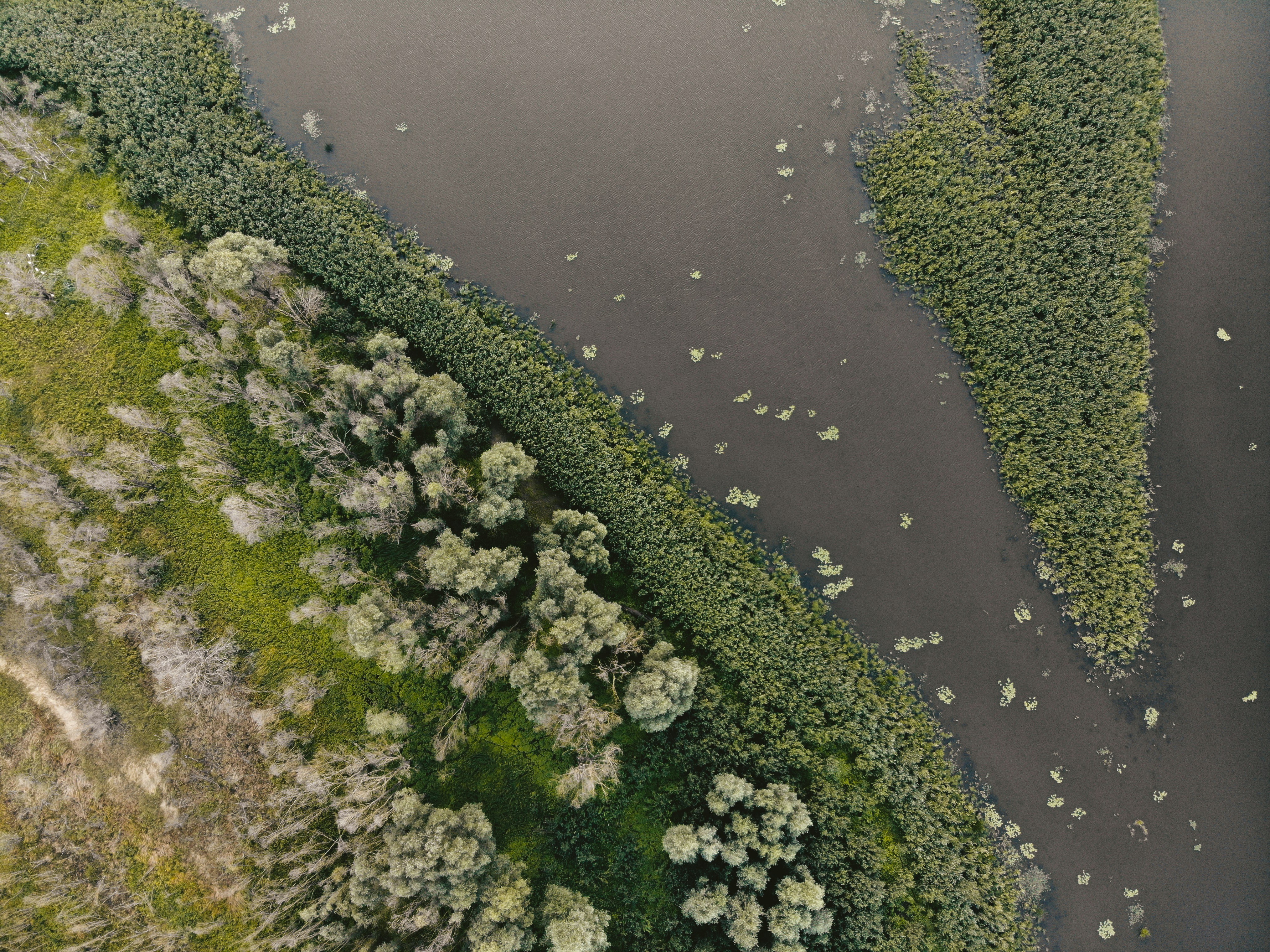 mousse verte sur plan d’eau