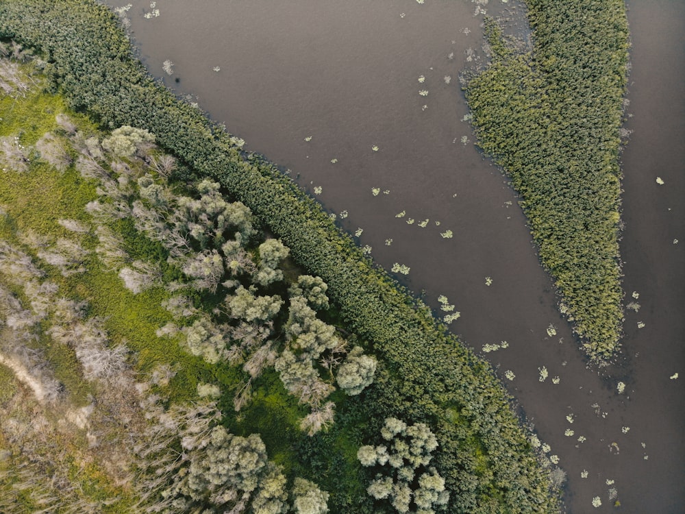 green moss on body of water