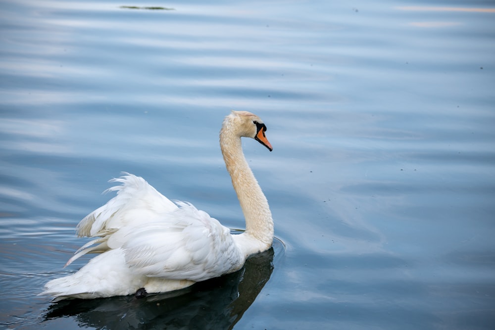 cisne branco na água durante o dia