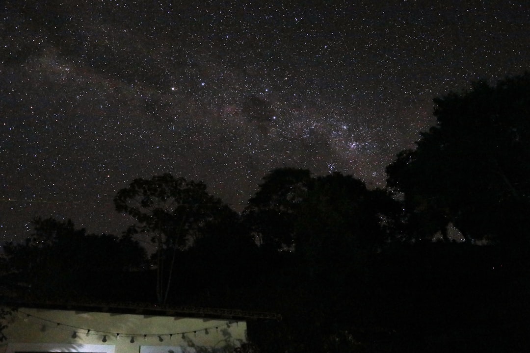 green trees under starry night