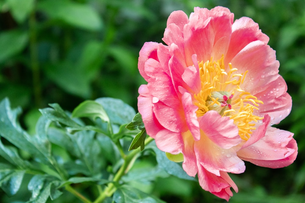 pink flower in tilt shift lens