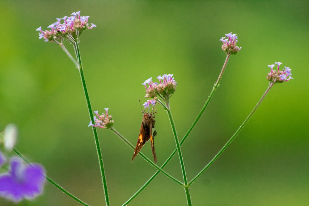 brown and black butterfly on purple flower