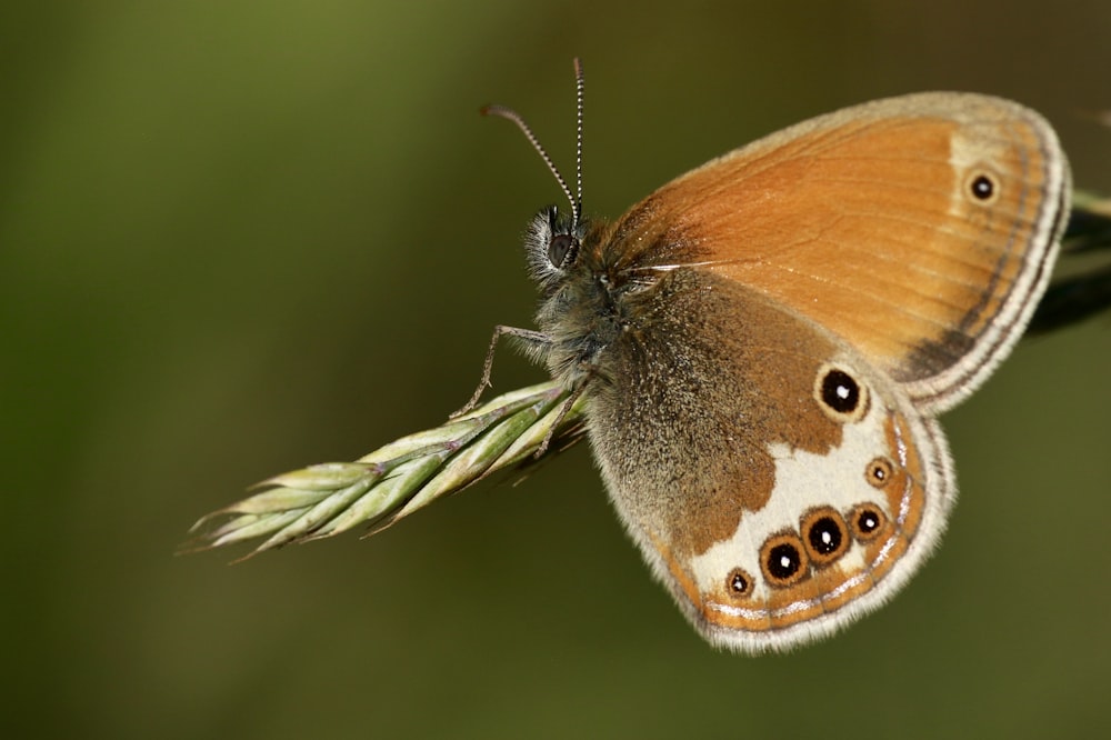 brown and white butterfly on green plant