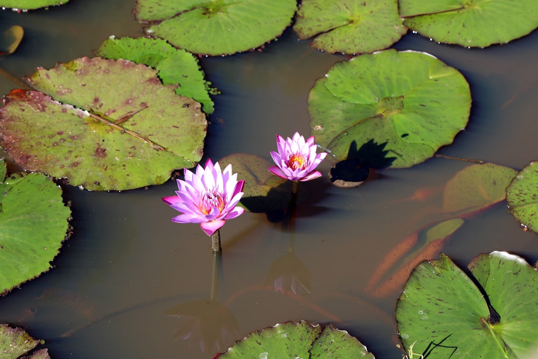 purple water lily on water