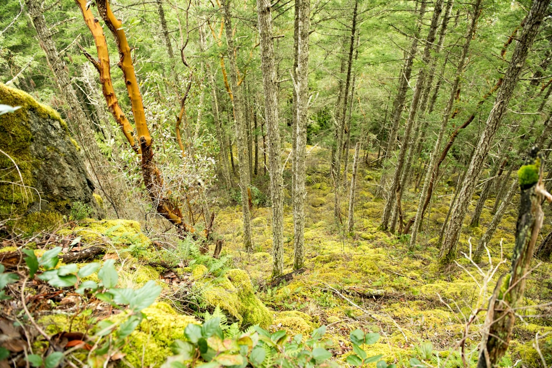 Forest photo spot Pender Harbour Comox Valley Regional District