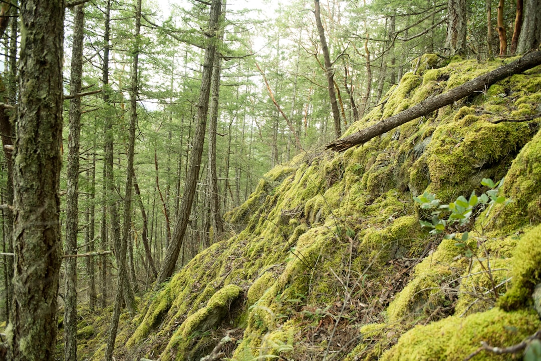 Forest photo spot Pender Harbour Westwood Lake Trail