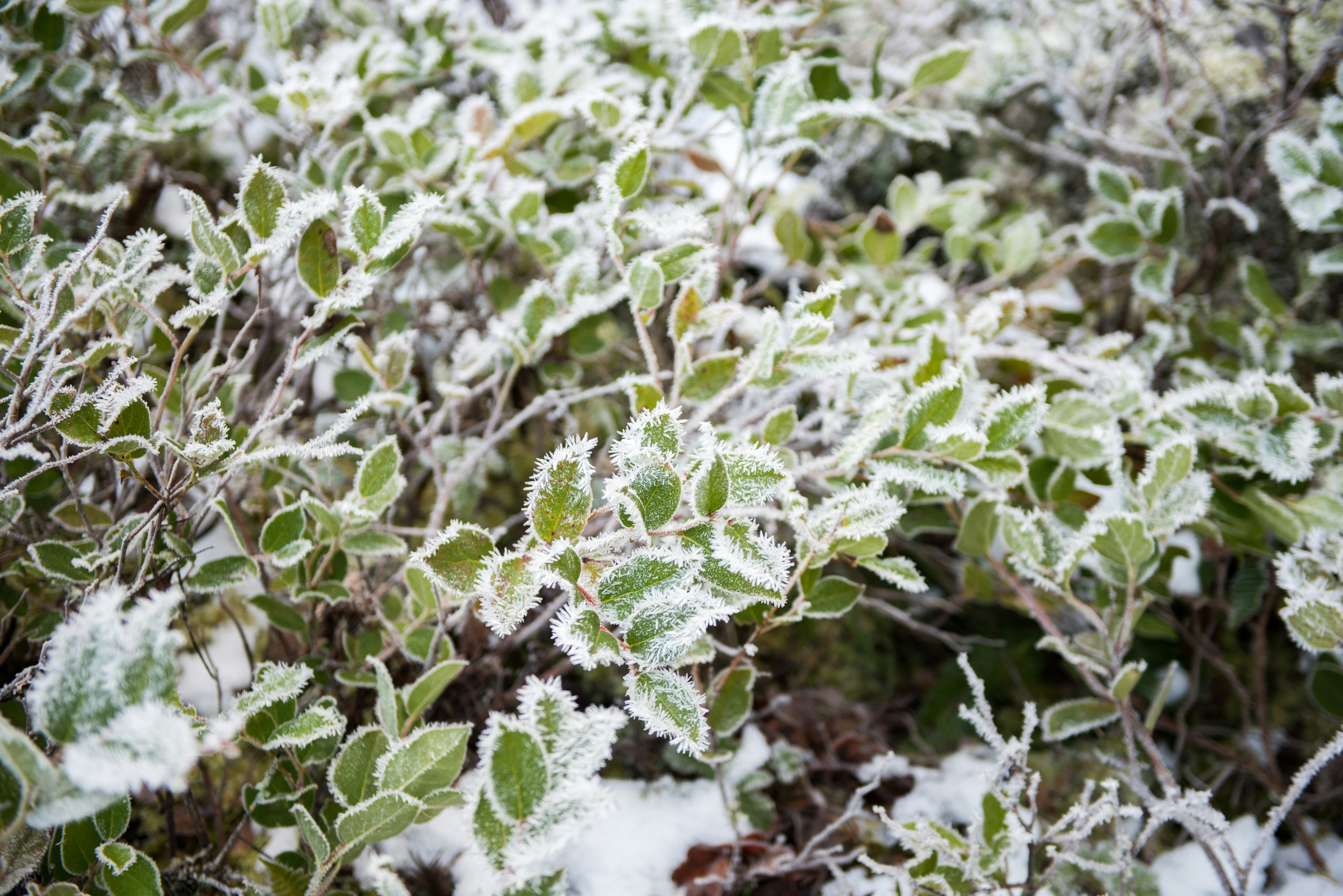 green and white plant during daytime