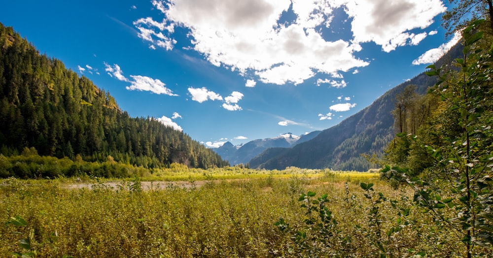 green trees and mountains under blue sky during daytime