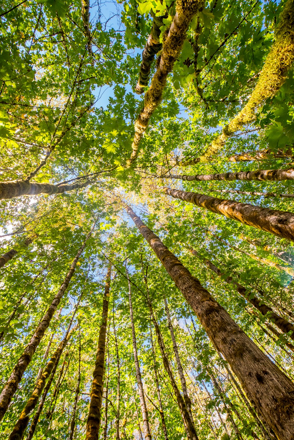 fotografia de baixo ângulo de árvores verdes durante o dia