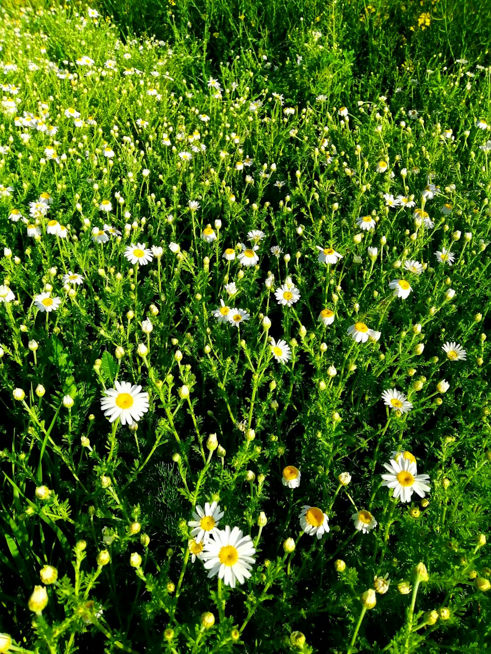 white and yellow flowers on green grass field