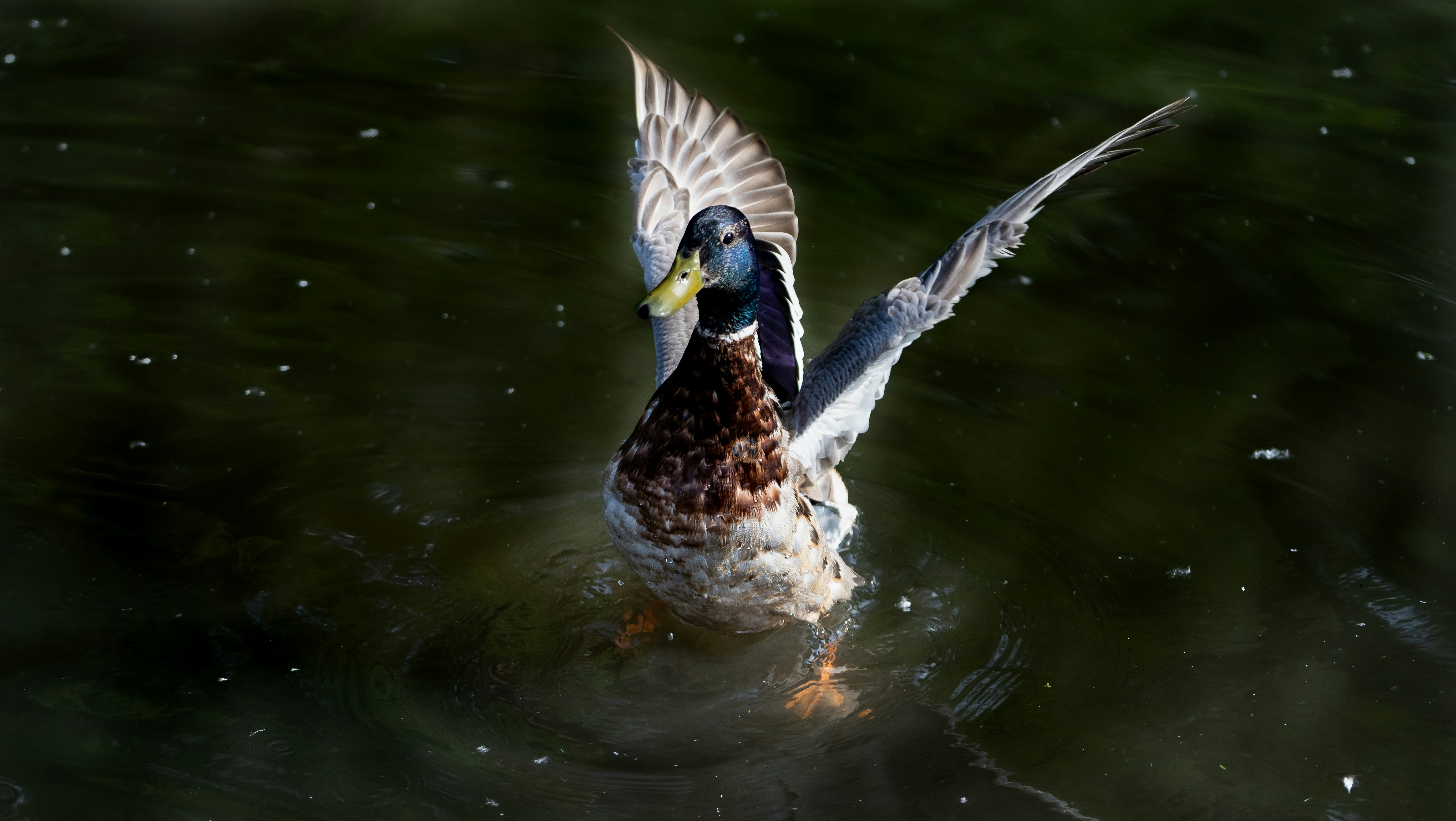 Photo by ameefairbankbrown