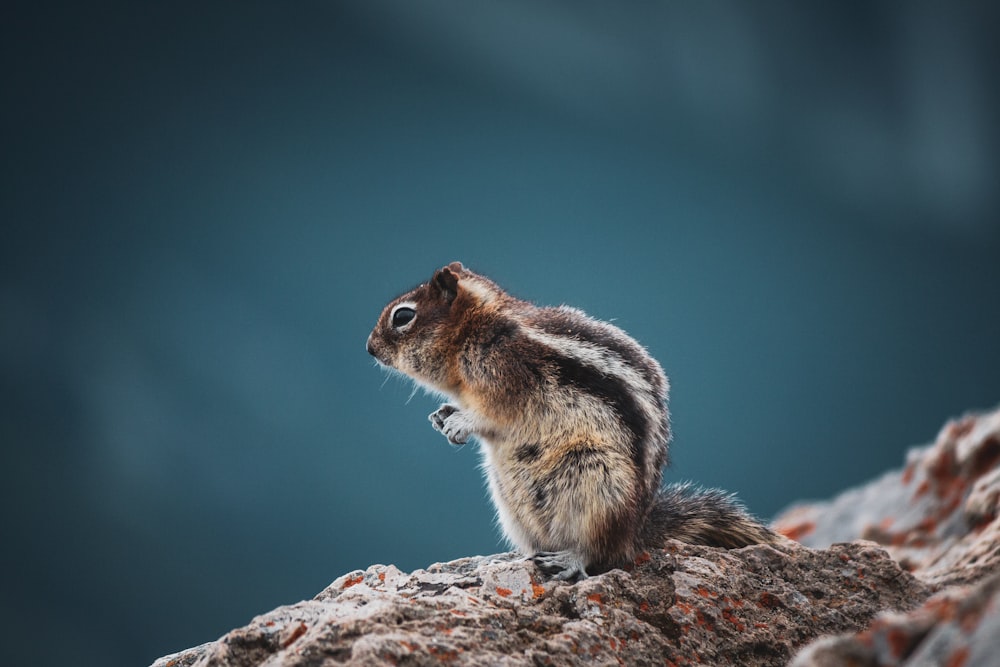 scoiattolo marrone e bianco su roccia marrone durante il giorno
