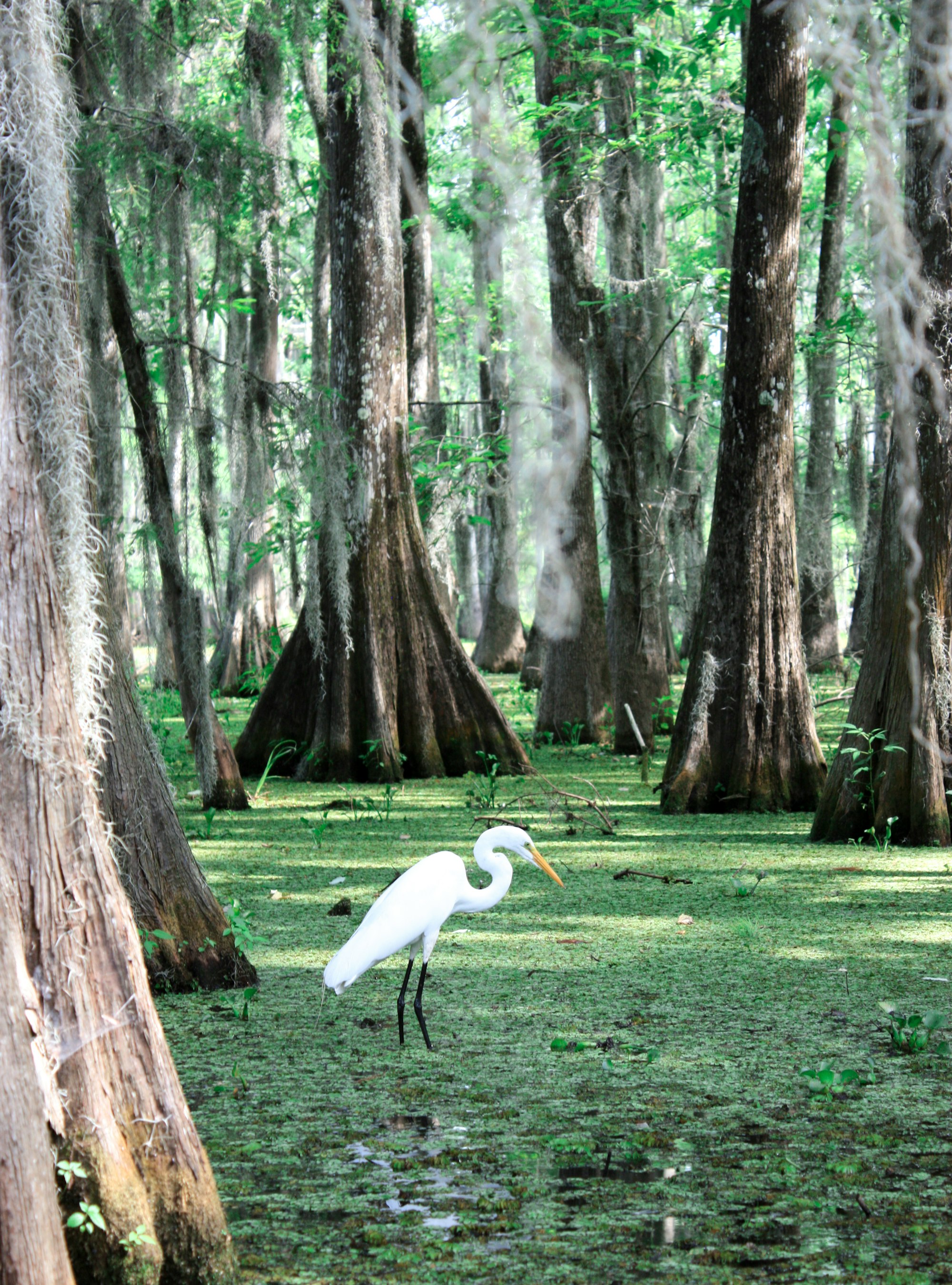 An egret bird in the swamp, at the Lake Martin