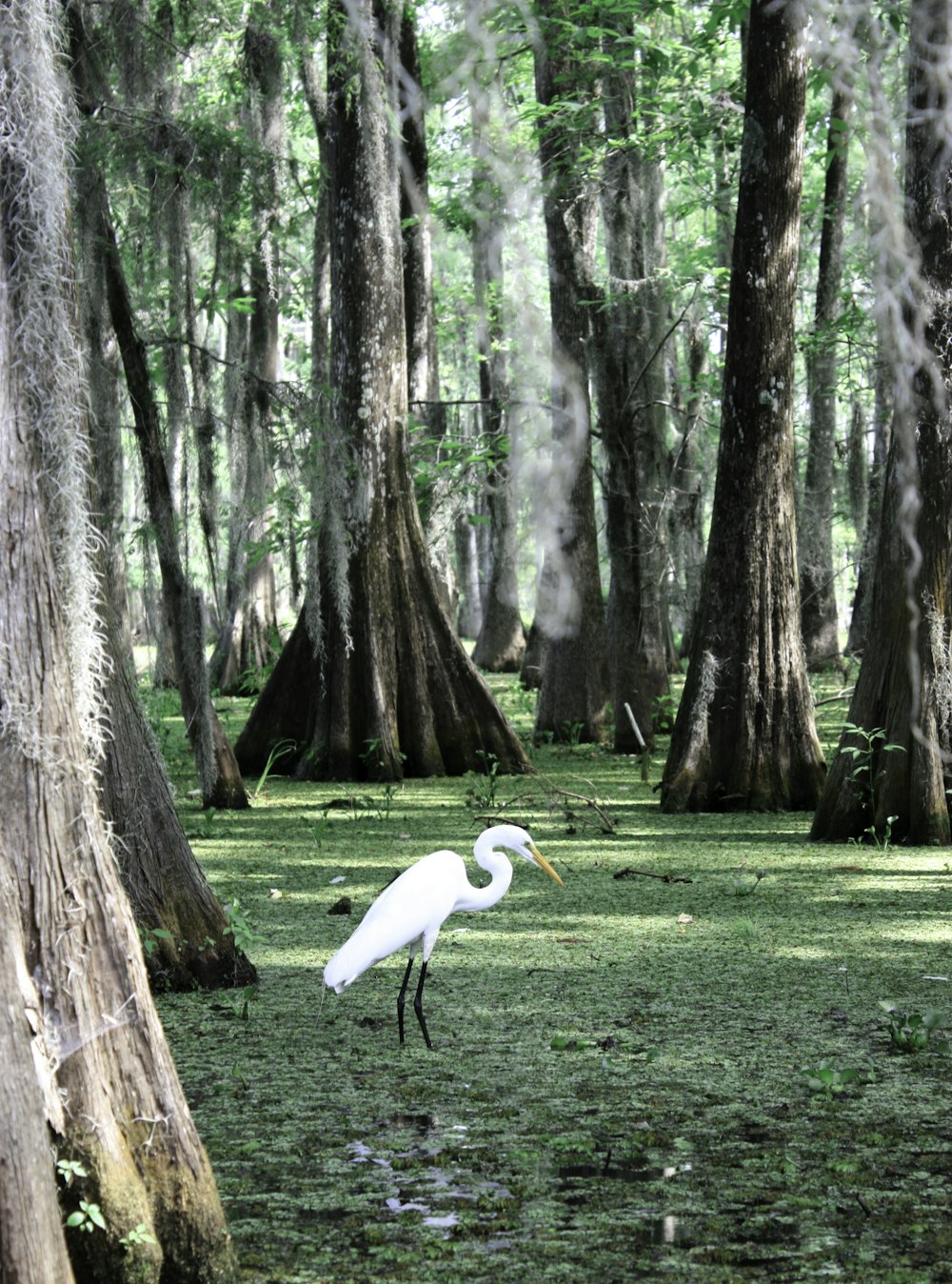 Uccello bianco dal becco lungo sul campo di erba verde vicino all'albero marrone durante il giorno