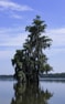 green palm tree near body of water during daytime