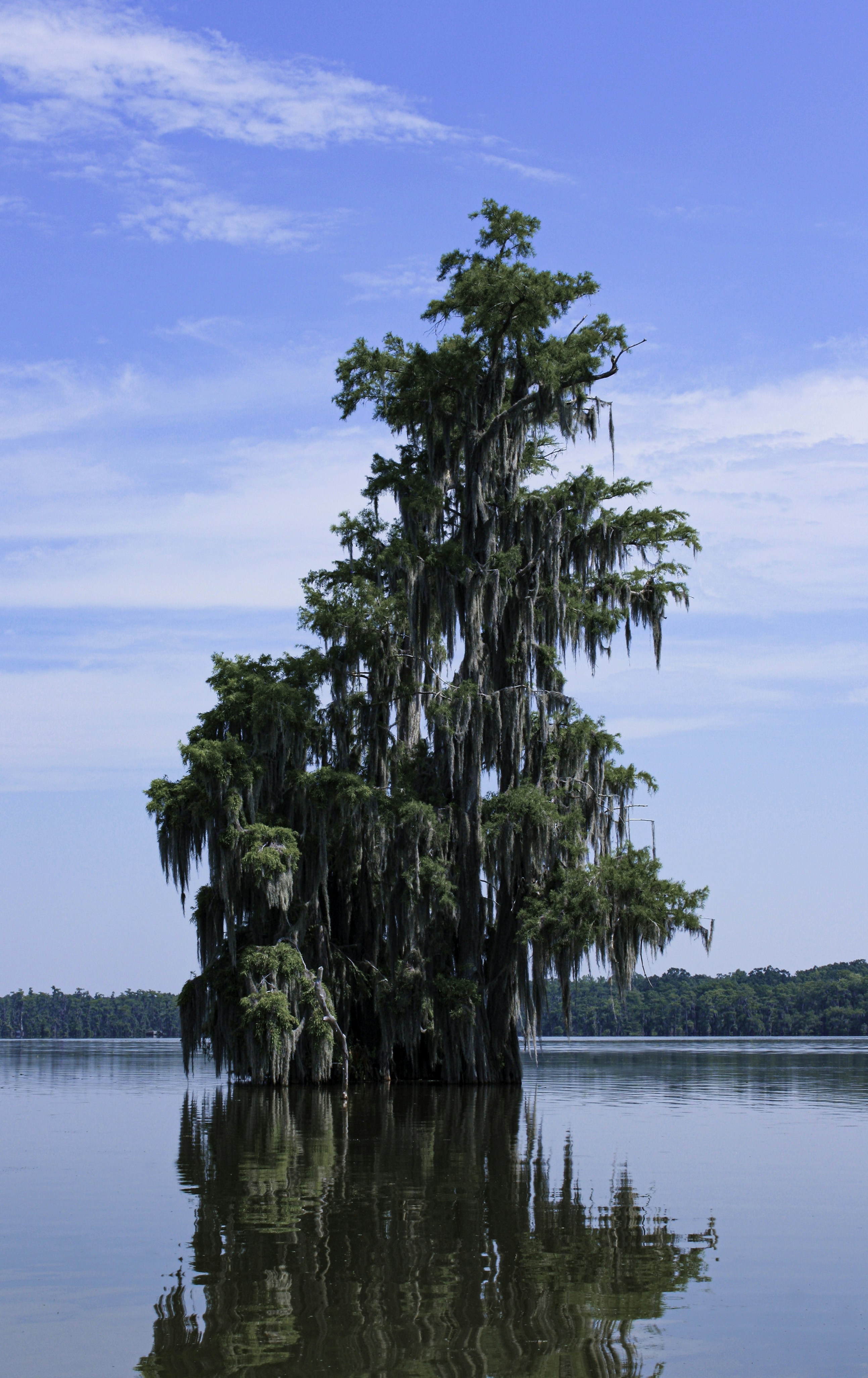 View on a tree from the swamp, Lake Martin
