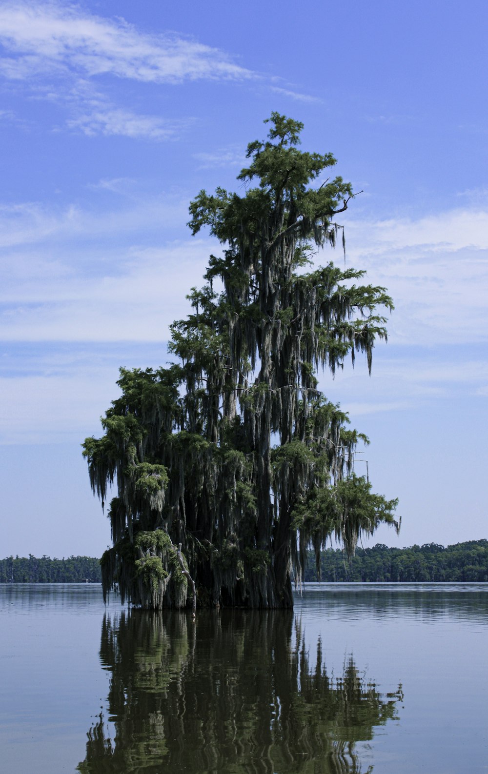 green palm tree near body of water during daytime