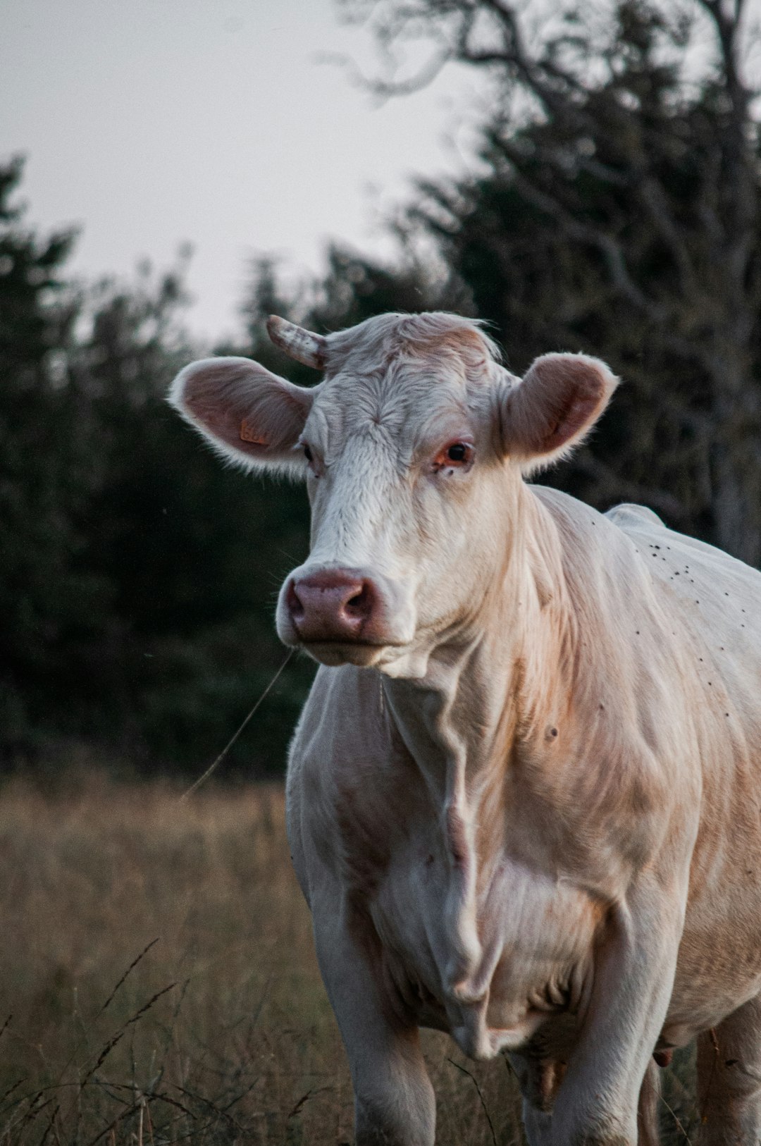 white cow on brown grass field during daytime