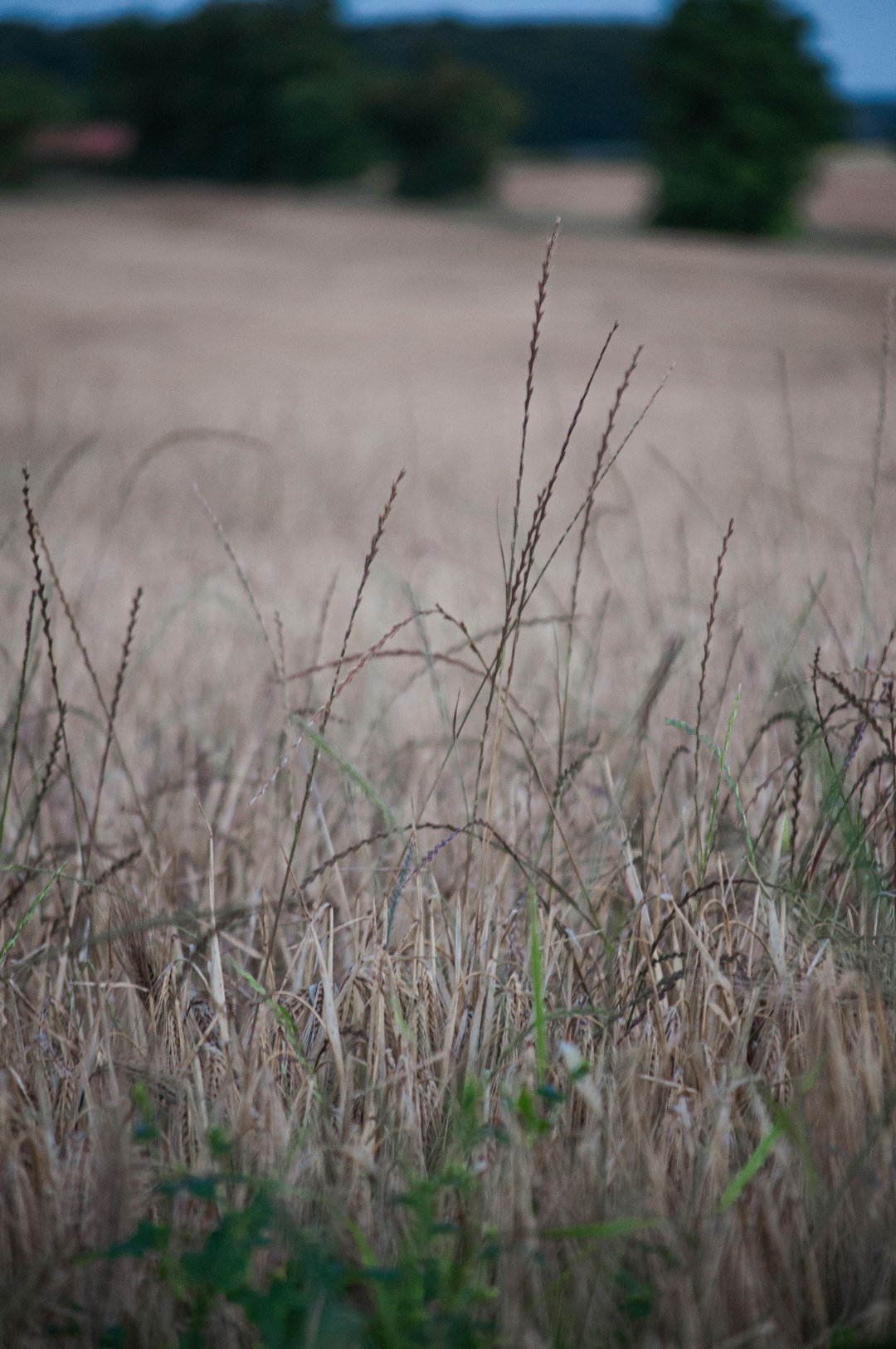 green grass field during daytime