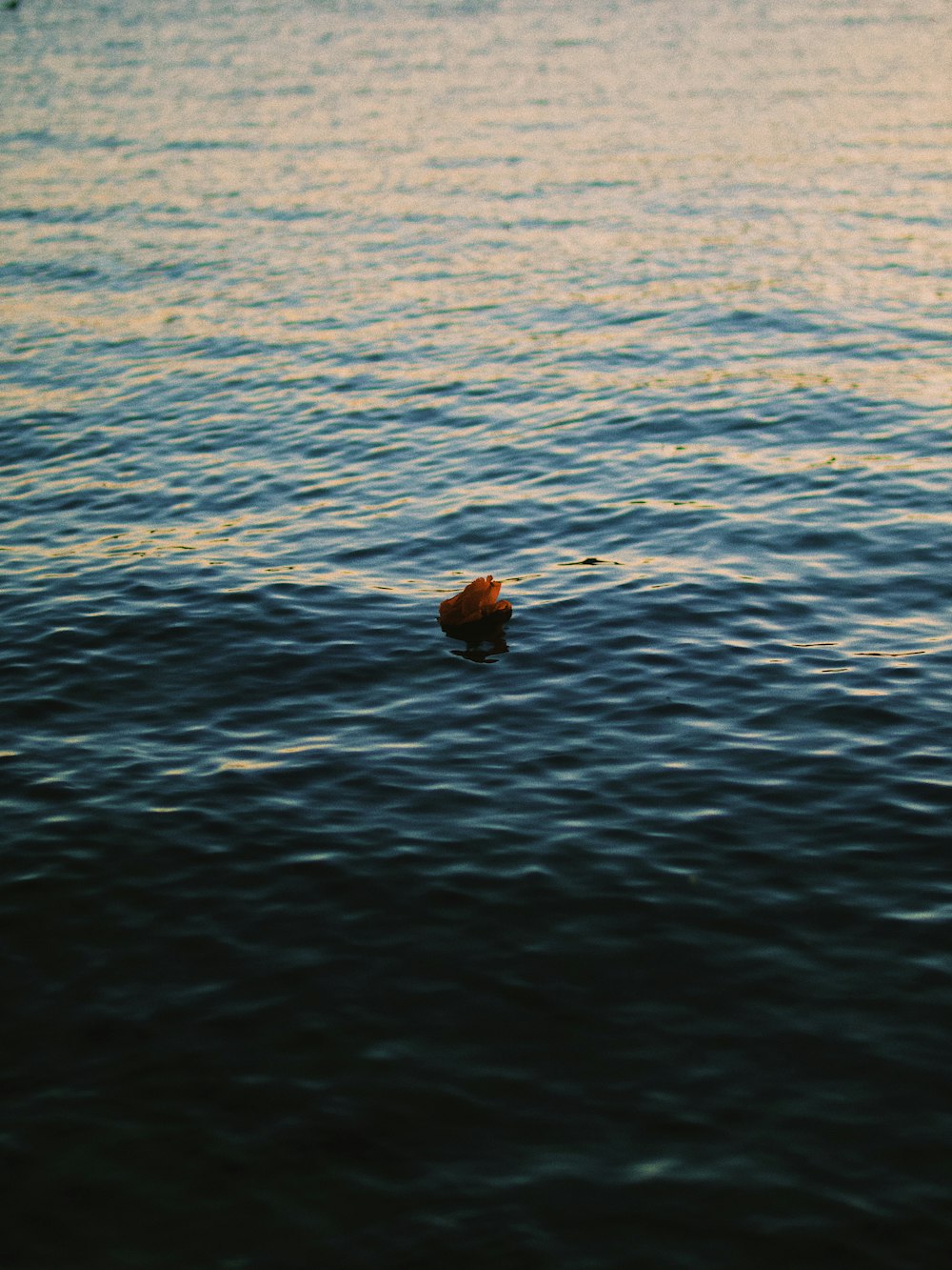 brown round fruit on water