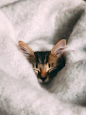 A Bengal kitten curled up peacefully on a soft white blanket.