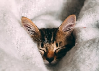 brown and black cat on white textile