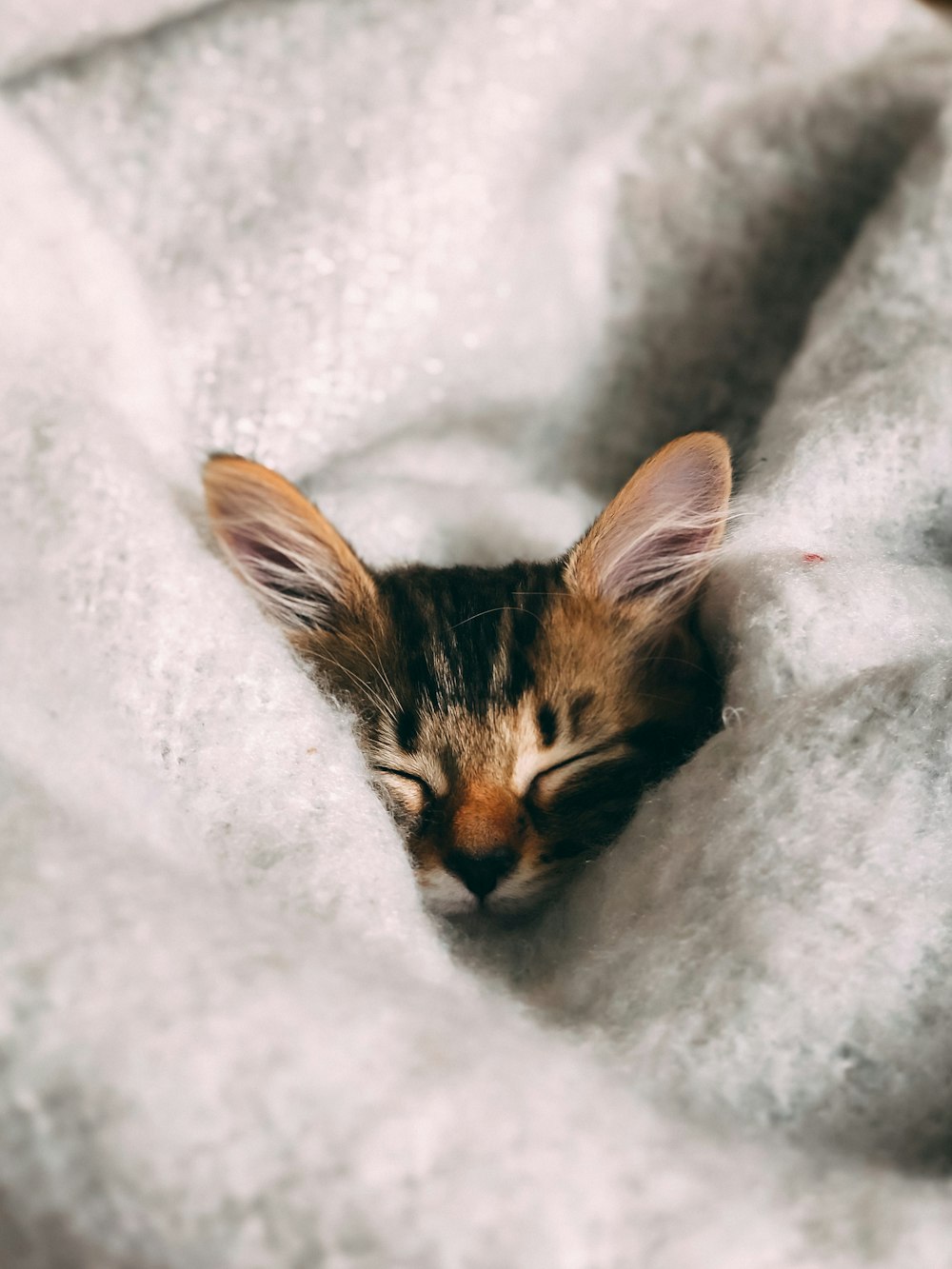 brown and black cat on white textile