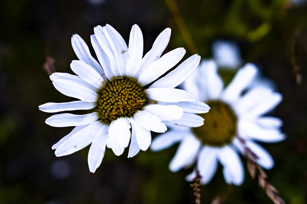 Weißes Gänseblümchen blüht tagsüber