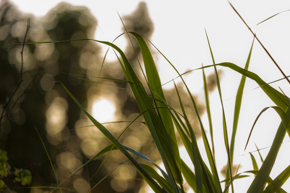 green plant in close up photography