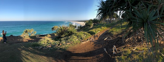 green palm tree on brown sand near blue sea under blue sky during daytime in Fingal Head Australia