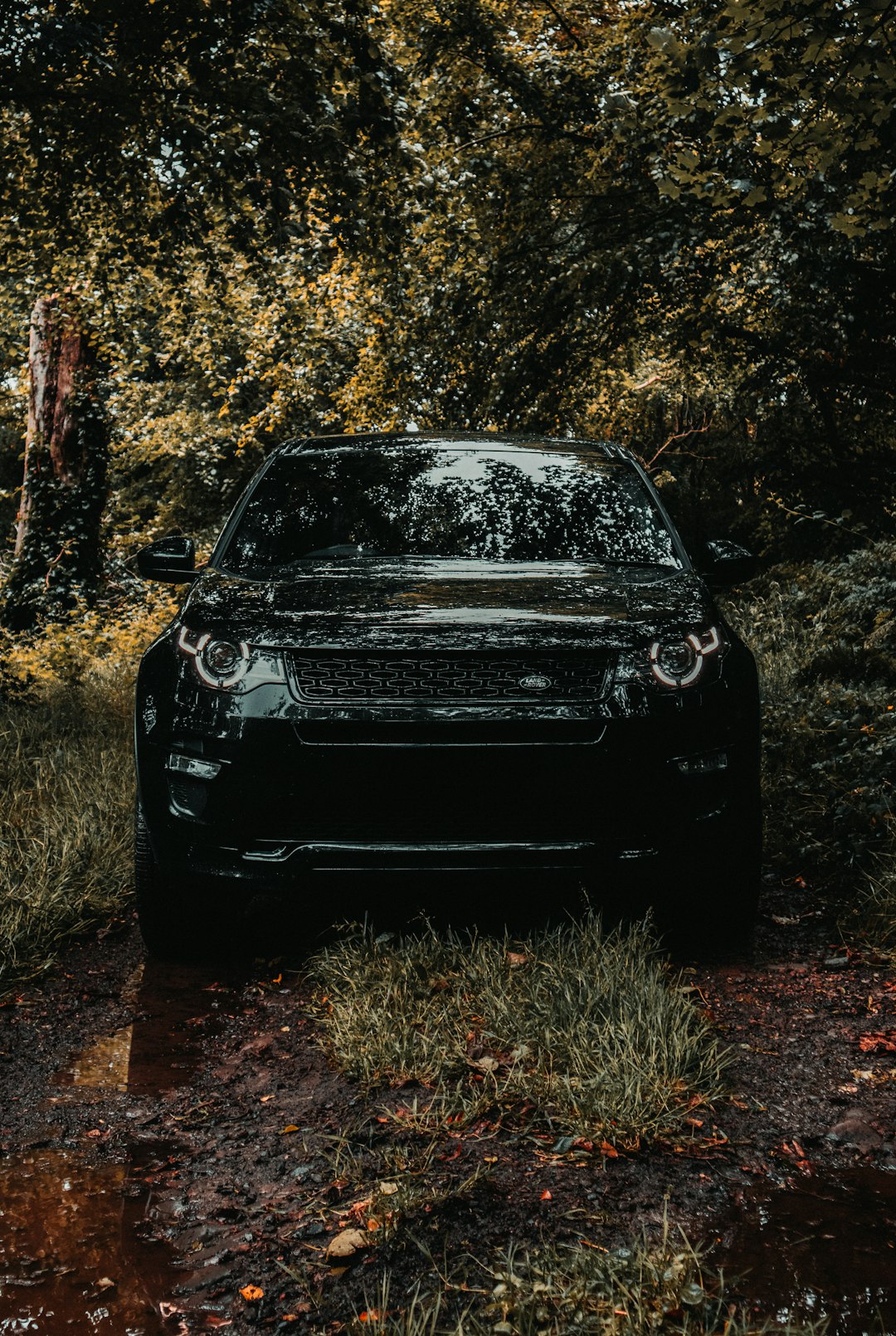 black car parked near yellow leaf trees during daytime