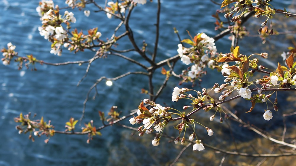 white cherry blossom in close up photography