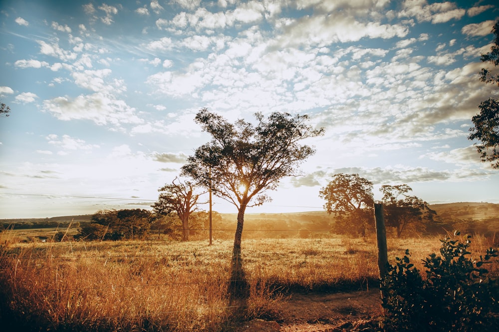 brown grass field with trees under blue sky during daytime