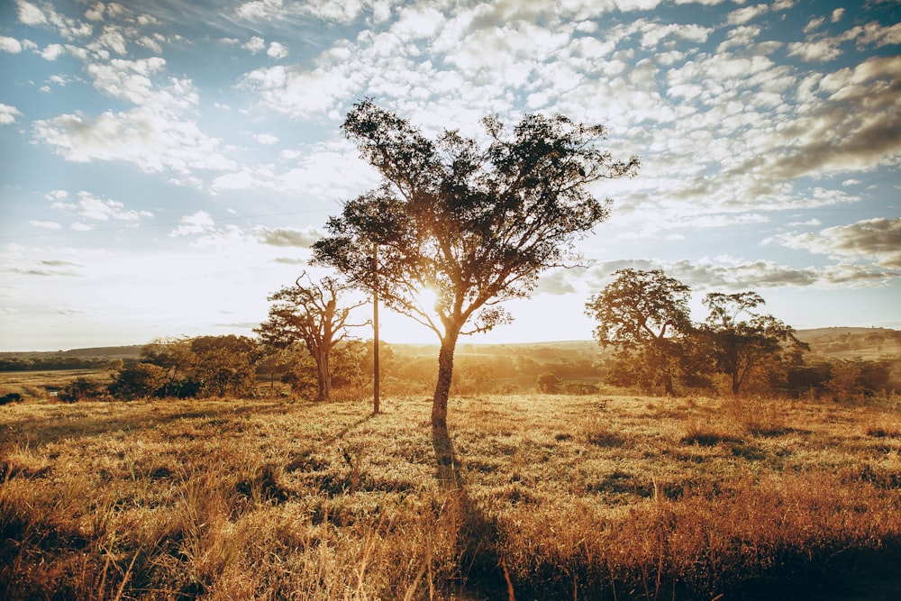 green tree on brown grass field under white clouds and blue sky during daytime