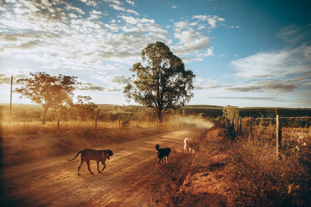 brown and black dogs on brown field during daytime