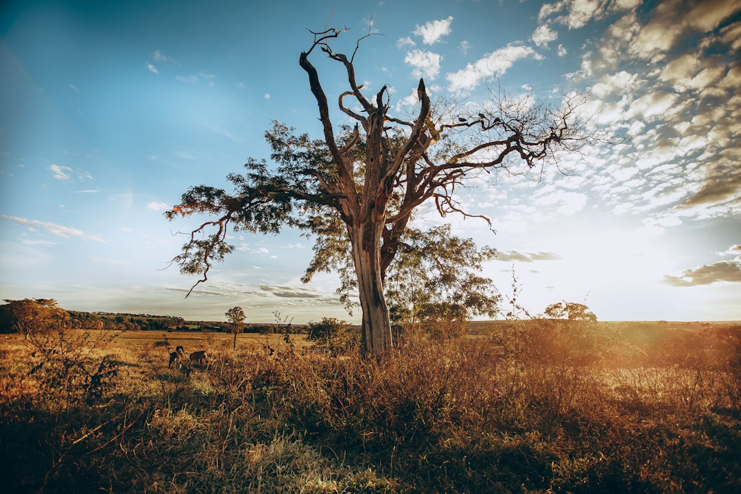 leafless tree on green grass field under blue sky during daytime