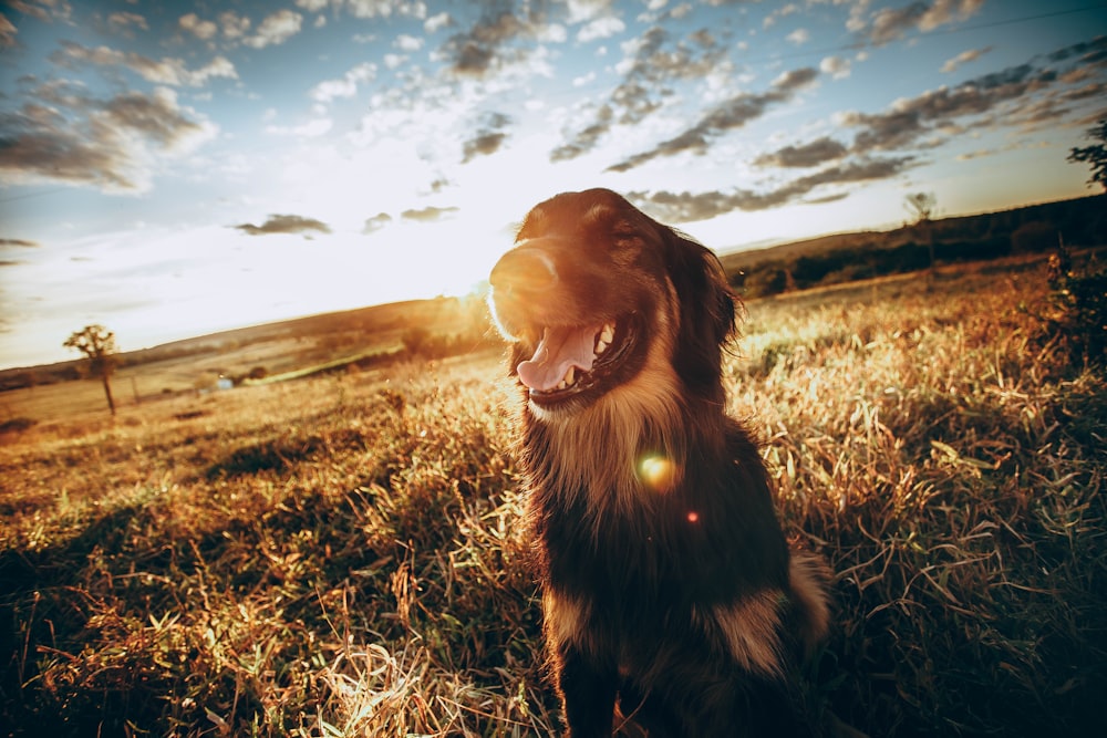 brown short coated dog on brown grass field during daytime