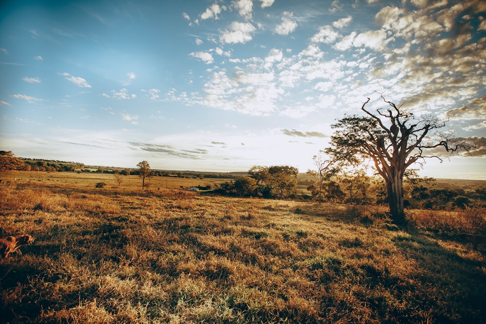 green grass field with leafless tree under blue sky and white clouds during daytime