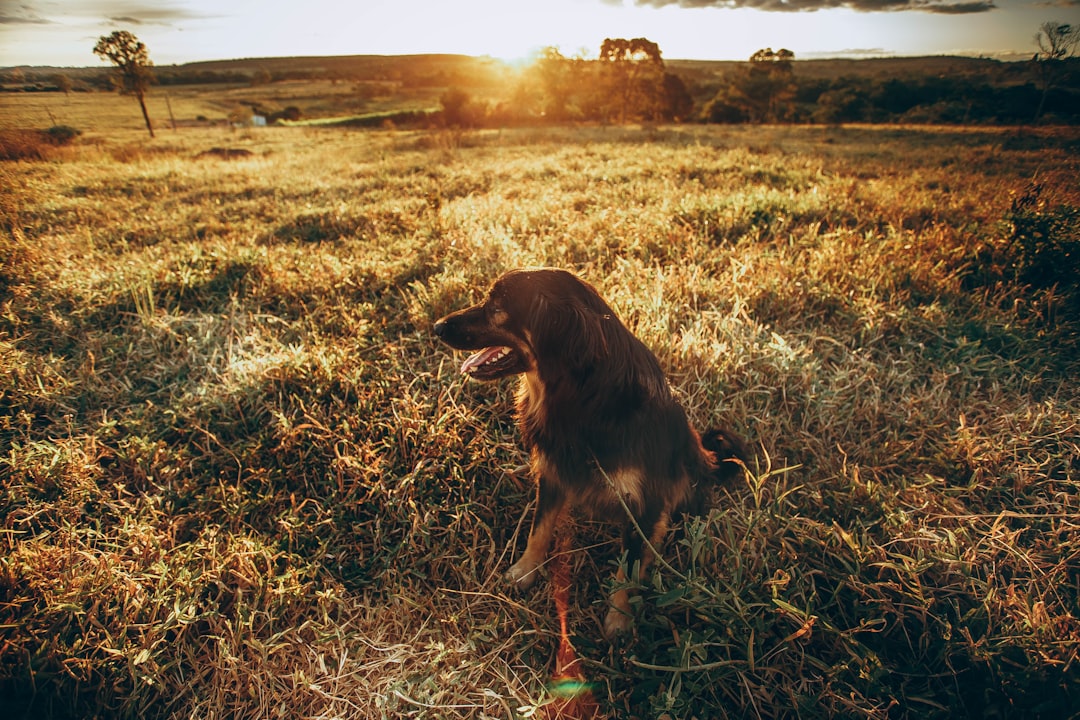 brown long coated dog on brown grass field during daytime