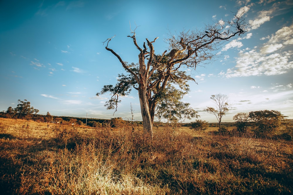 leafless tree on brown grass field under blue sky during daytime