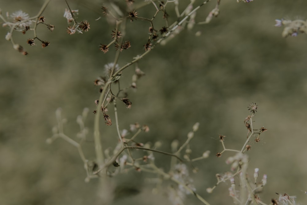 rote und weiße Blütenknospen in der Tilt Shift-Linse