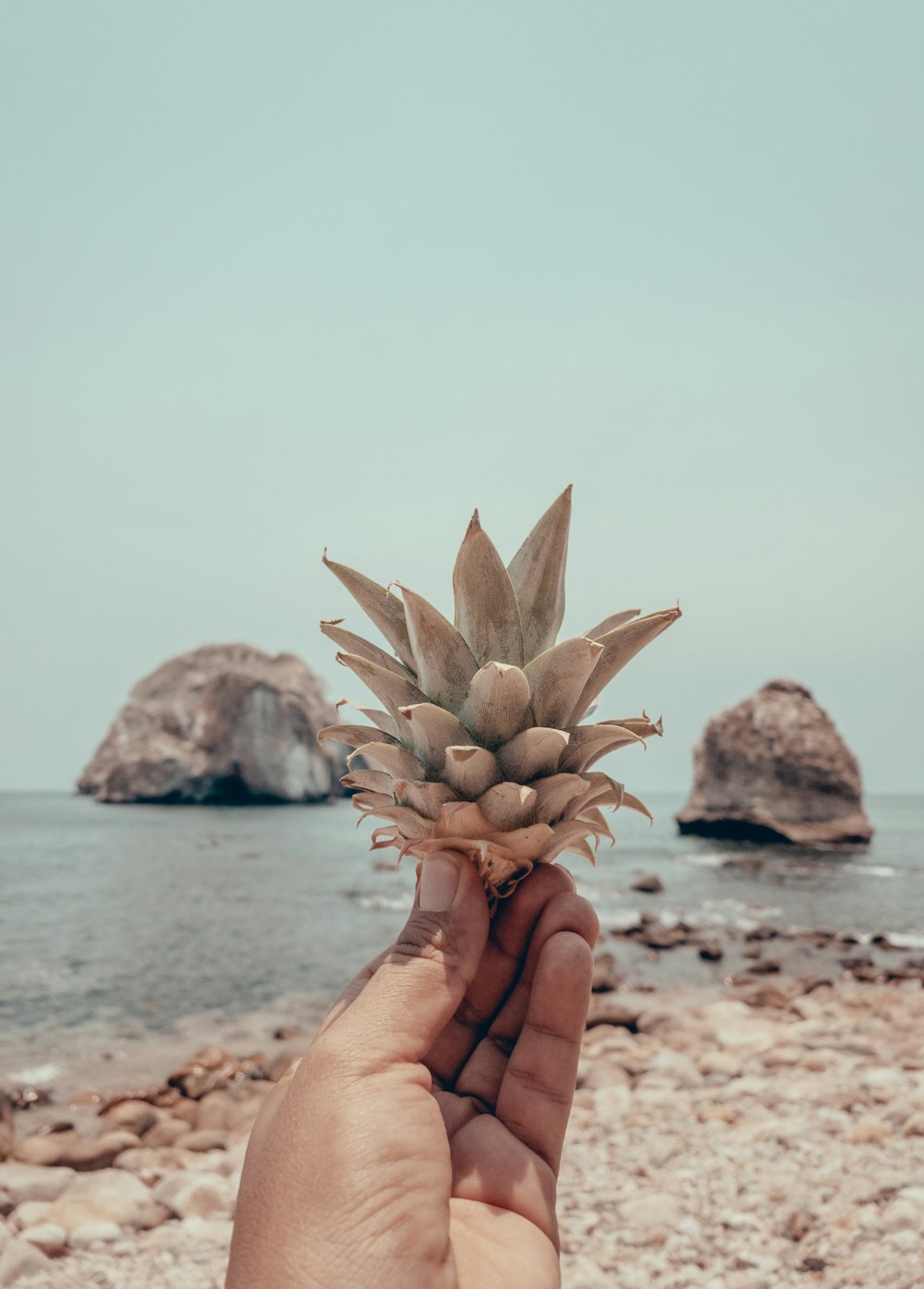 person holding brown pineapple fruit