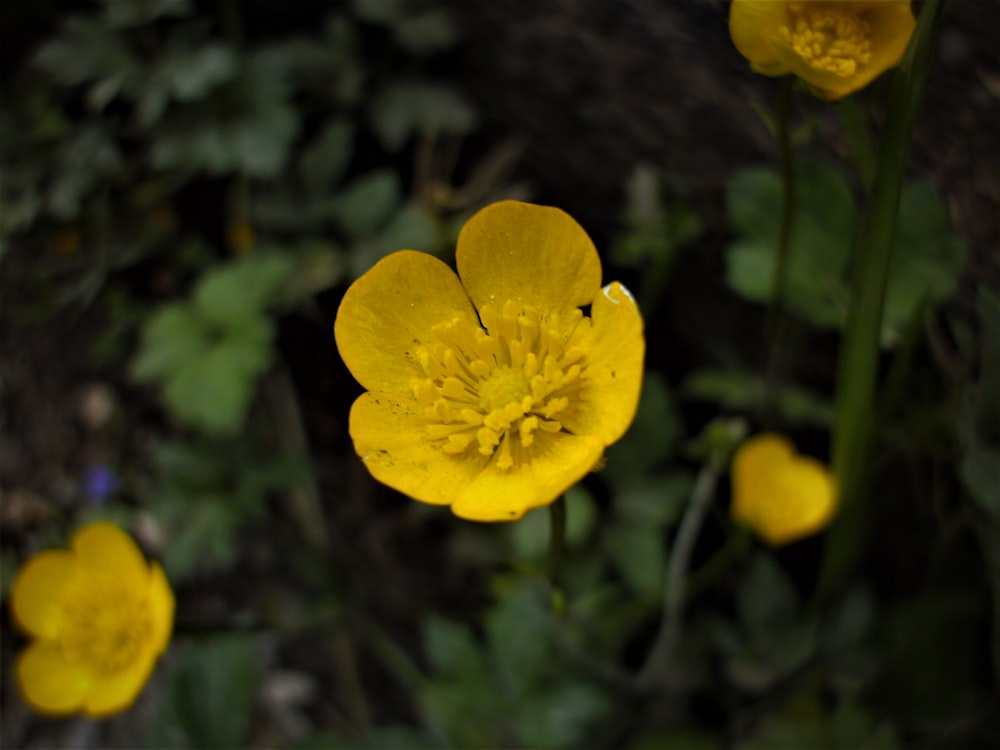 yellow flower in tilt shift lens