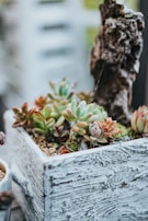 A wooden box filled with various colorful succulents, displaying a range of greens, oranges, and pinks. The texture of the weathered wood contrasts with the smooth, plump leaves of the plants. There is a piece of rustic-looking bark positioned among the plants, adding an earthy touch.