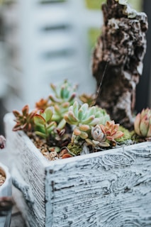 A wooden box filled with various colorful succulents, displaying a range of greens, oranges, and pinks. The texture of the weathered wood contrasts with the smooth, plump leaves of the plants. There is a piece of rustic-looking bark positioned among the plants, adding an earthy touch.