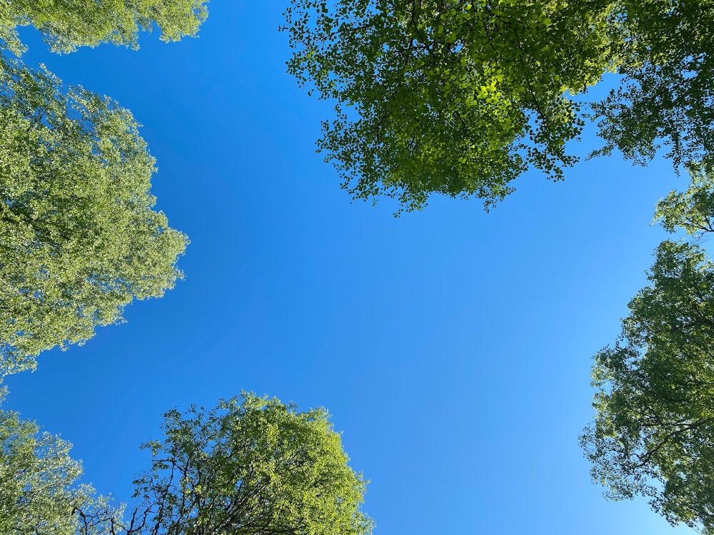 green trees under blue sky during daytime